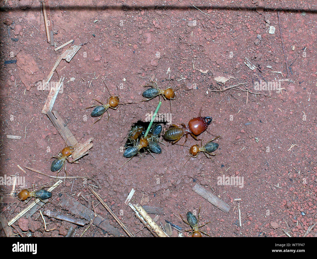 Neotropical mound building termites (Cornitermes cumulans) workers ...