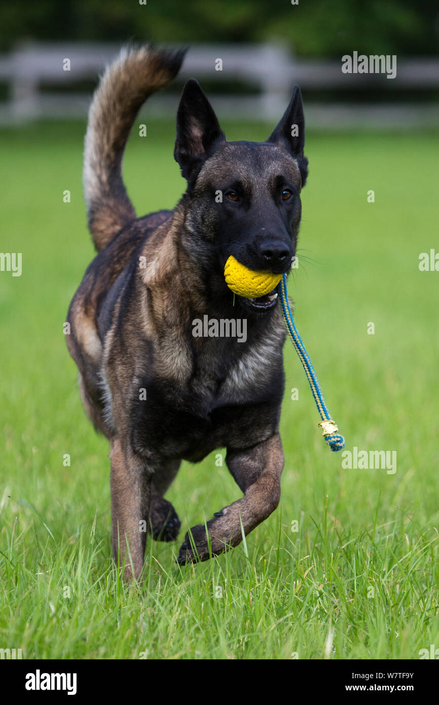 shepherd police dog