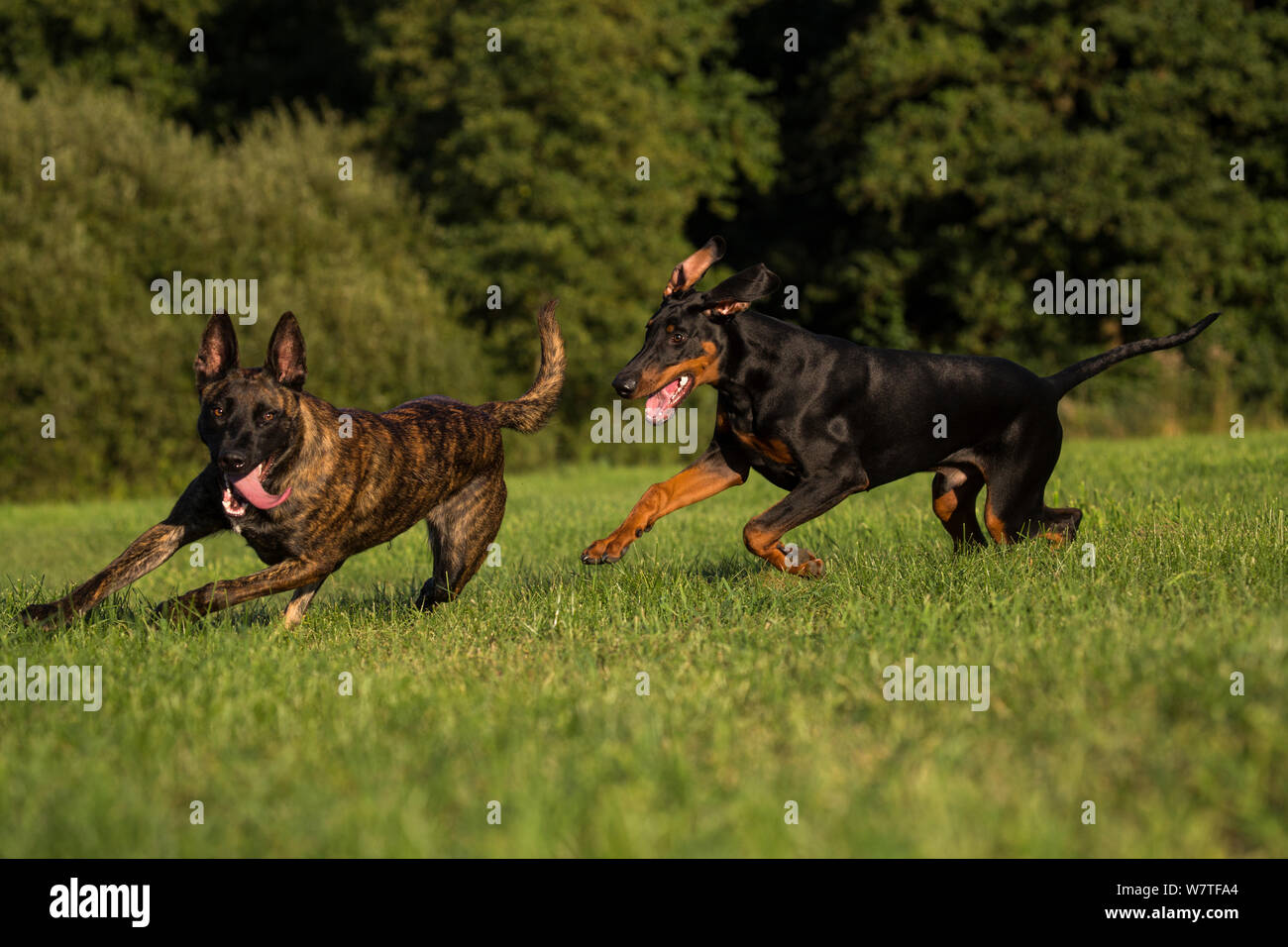 Dutch shepherd and Malinois herder cross breed dog playing with Doberman, Germany, September. Stock Photo