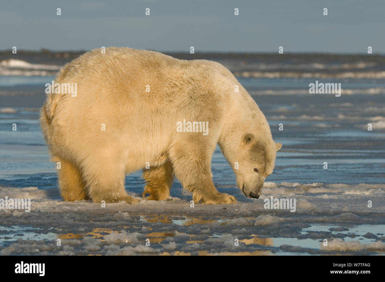 Polar bear (Ursus maritimus) sow smelling the air along Bernard Spit, North Slope of the Brooks Range, Beaufort Sea, Alaska, October. Stock Photo