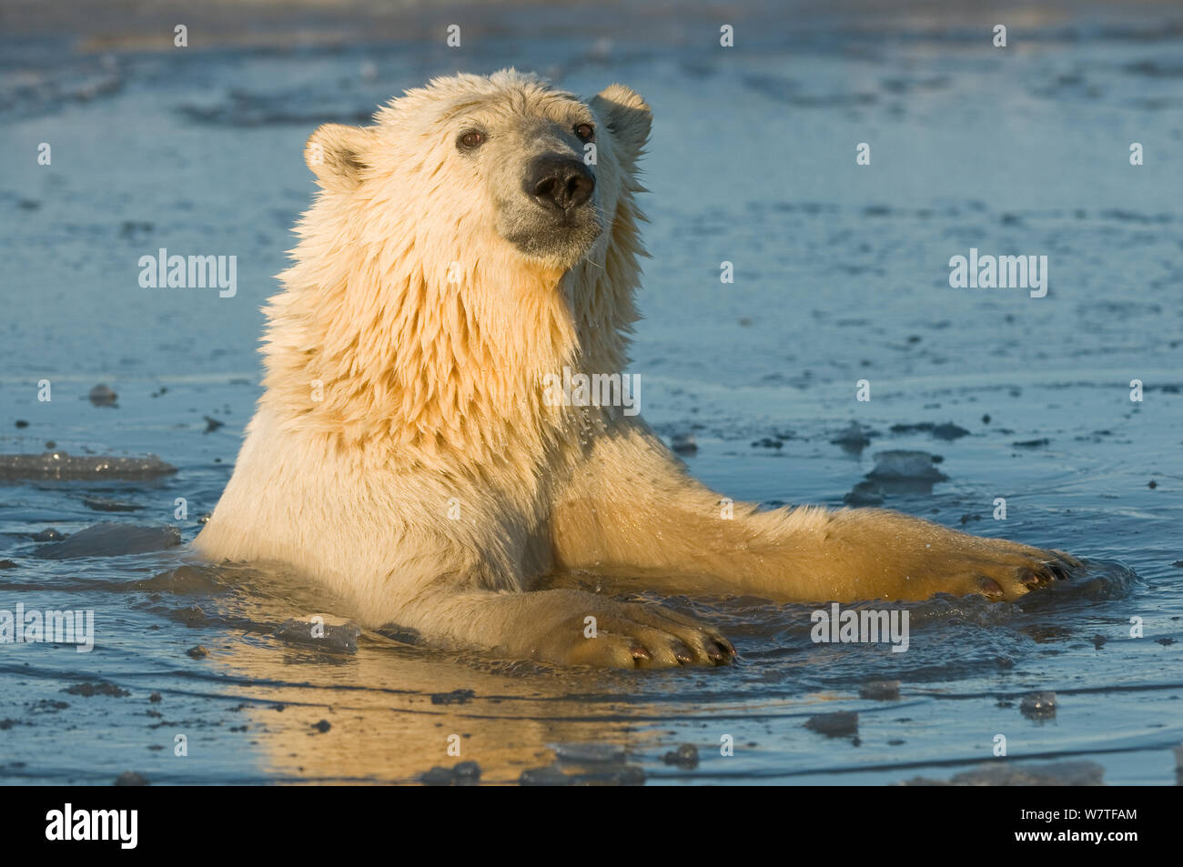 Young Polar bear (Ursus maritimus) in slushy icy water, off the 1002 area of the Arctic National Wildlife Refuge, North Slope of the Brooks Range, Beaufort Sea, Alaska, October. Stock Photo