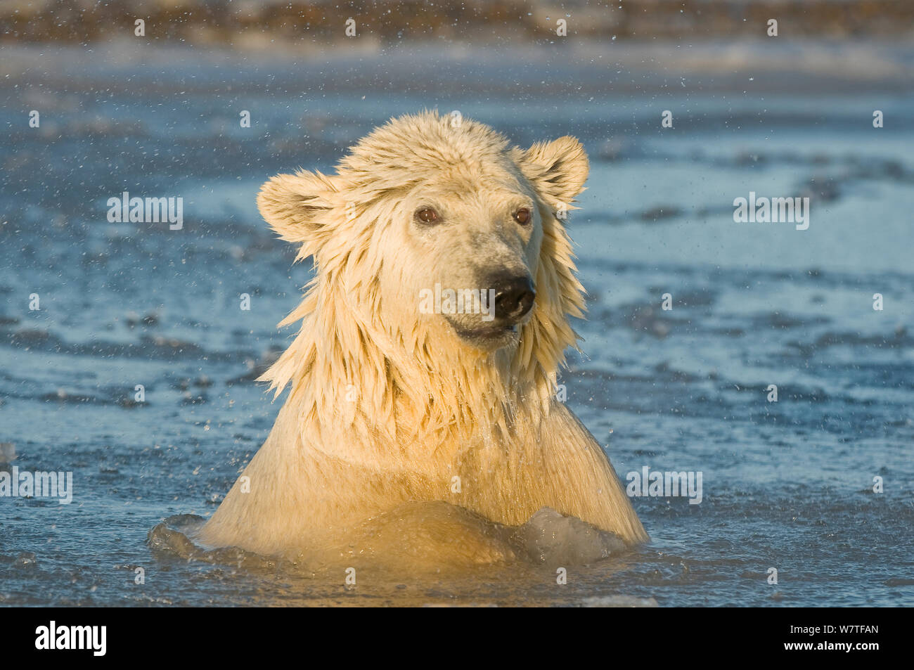Young polar bear (Ursus maritimus) in slushy icy water, off the 1002 area of the Arctic National Wildlife Refuge, North Slope of the Brooks Range, Beaufort Sea, Alaska, October. Stock Photo