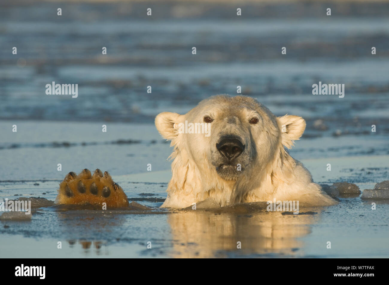 Polar bear (Ursus maritimus) subadult submerged in slushy icy water, off Bernard Spit and the 1002 area of the Arctic National Wildlife Refuge, North Slope of the Brooks Range, Beaufort Sea, Alaska, October. Stock Photo