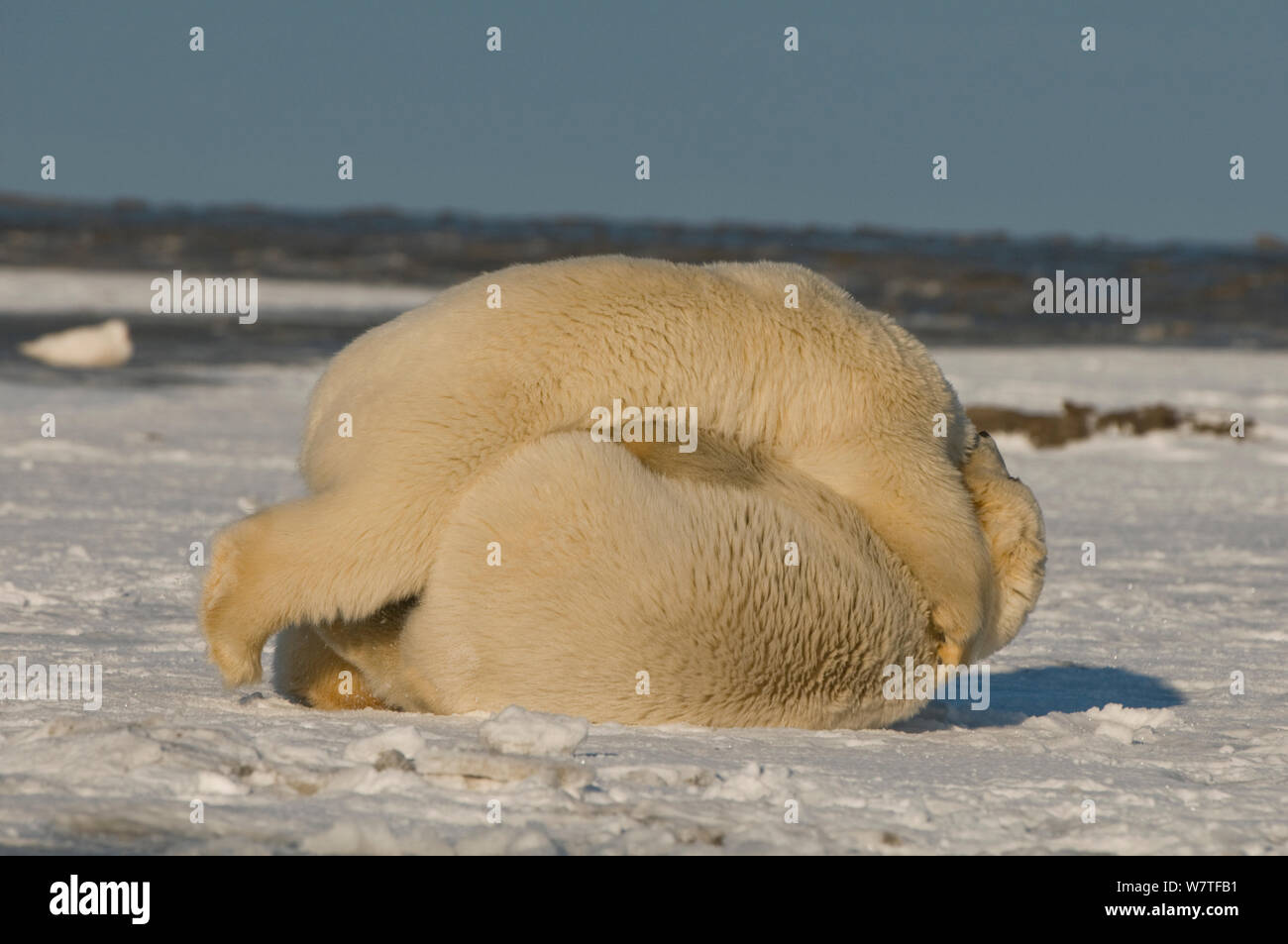 Pair of polar bear (Ursus maritimus) subadults engage in play, off Bernard Spit, North Slope of the Brooks Range, Beaufort Sea, Alaska, October. Stock Photo