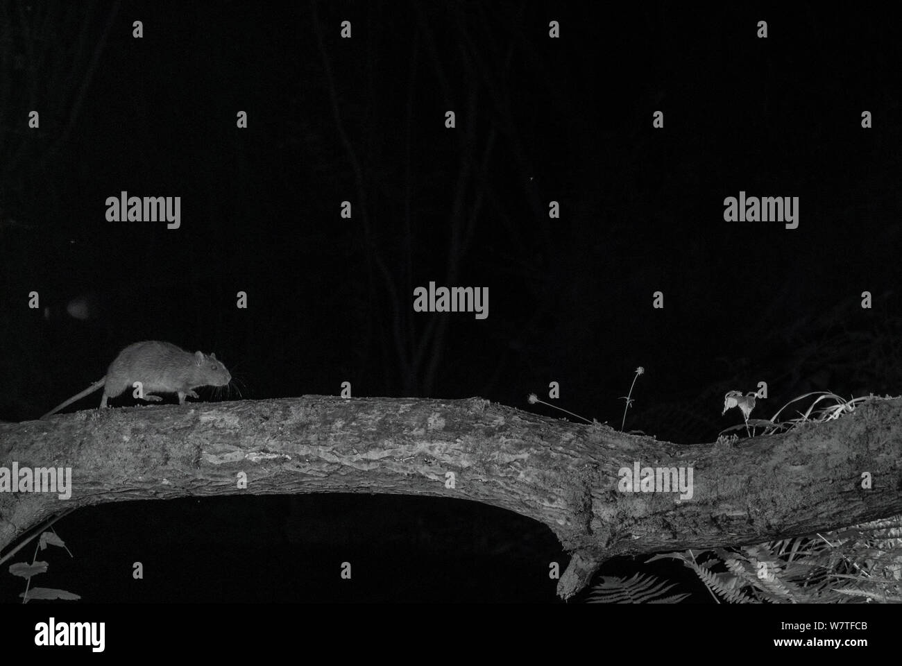 Rat rattus hi-res stock photography and images - Alamy