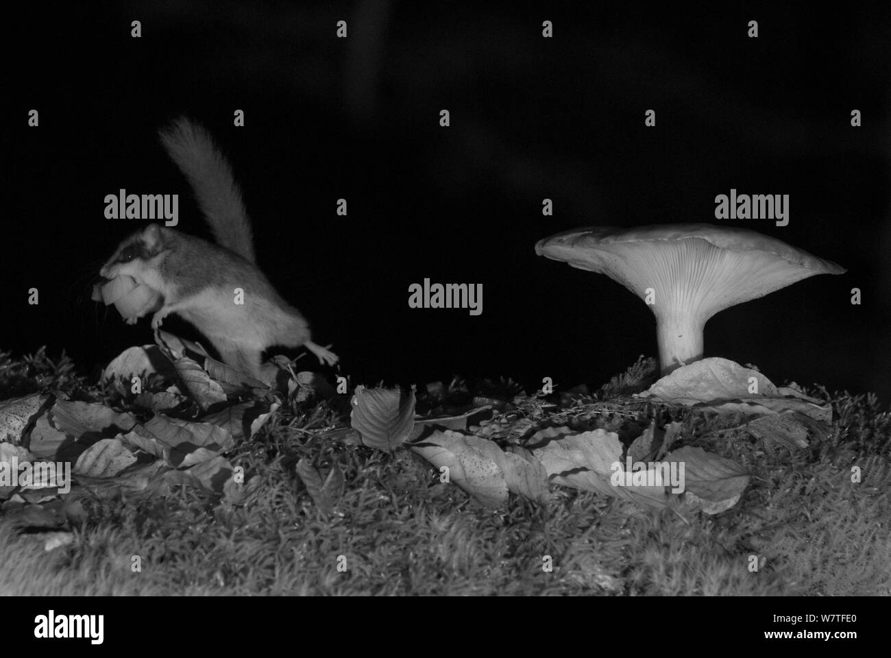 Forest dormouse (Dryomys nitedula) carrying bait (pear) next to mushroom, at night, taken with infra red remote camera trap, Slovenia, October. Stock Photo