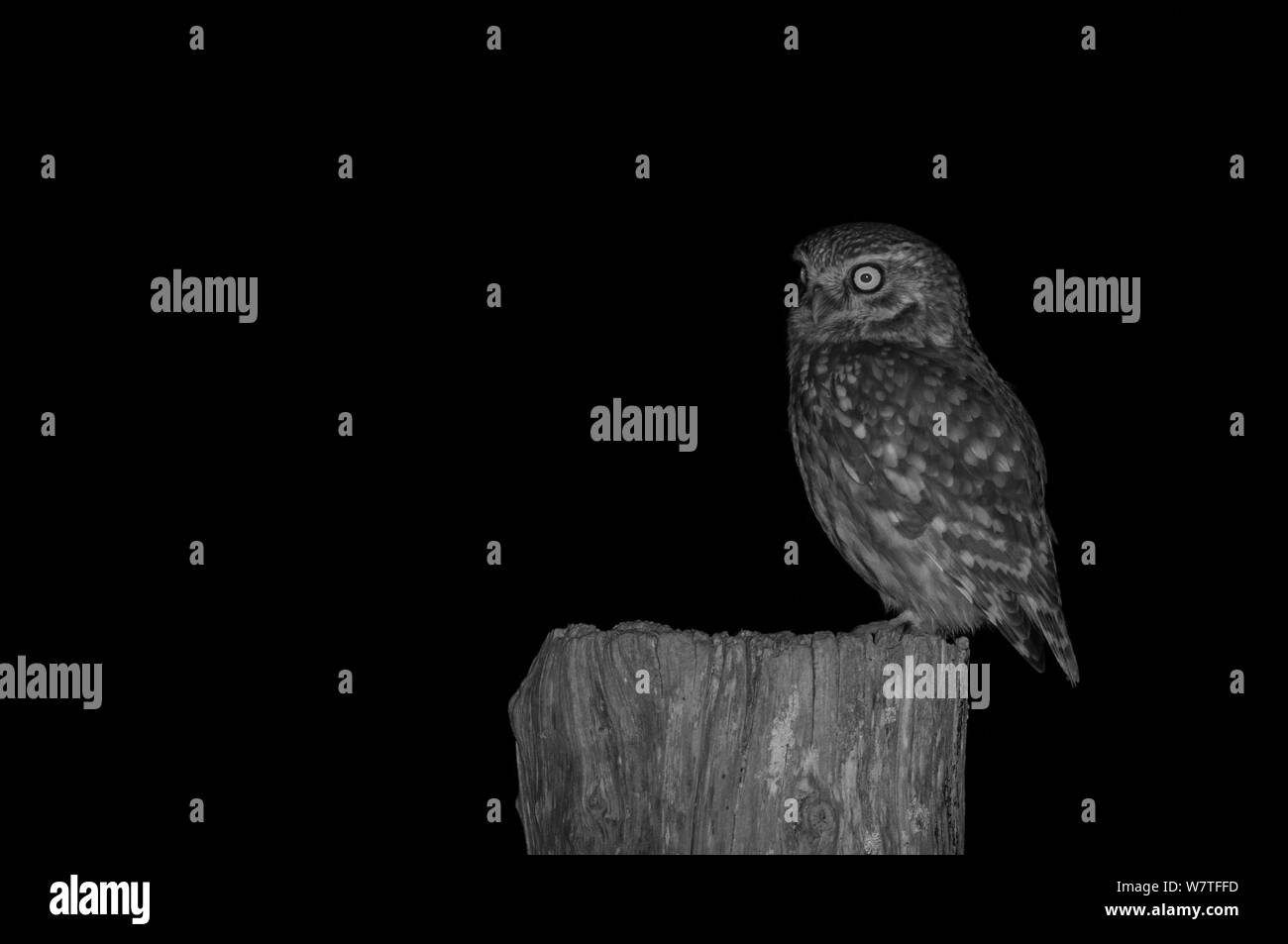 Little owl (Athene noctua) on post in garden, taken at night with infra red remote camera trap, Mayenne, Pays de Loire, France, March. Stock Photo