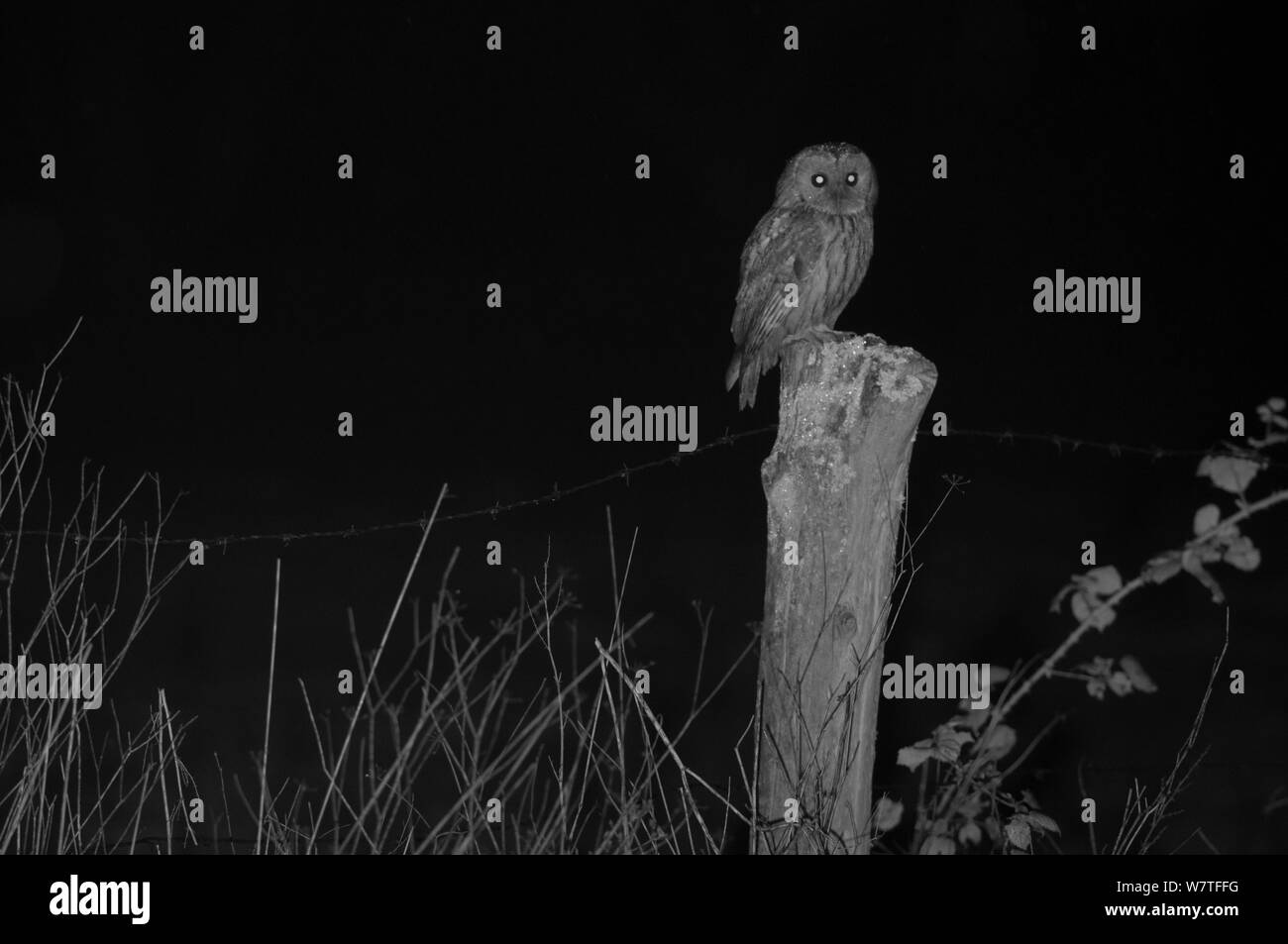 Tawny owl (Strix aluco) on post, taken at night with infra-red remote camera trap, France, April. Stock Photo