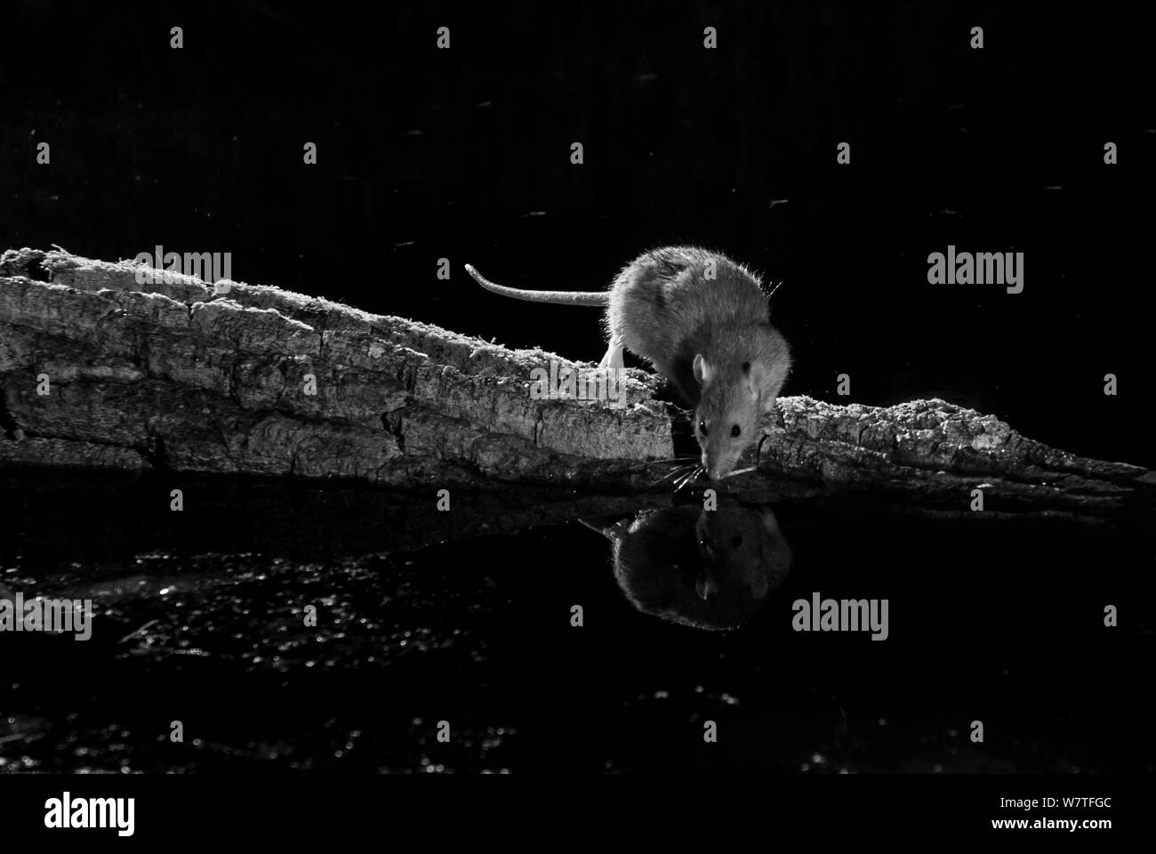 Brown Rat (Rattus norvegicus) on branch over garden pond, Mayenne, Pays de Loire, France, August. Stock Photo