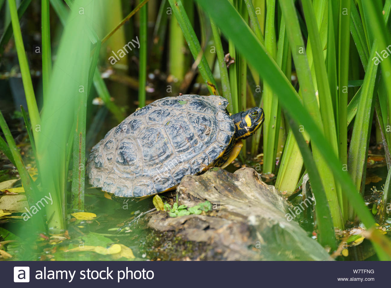 Terrapin Uk High Resolution Stock Photography and Images Alamy