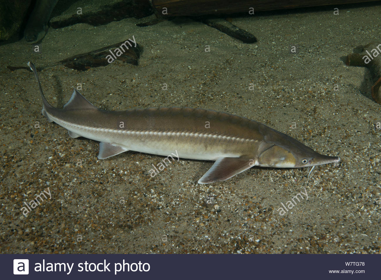 Acipenseriformes Stock Photos & Acipenseriformes Stock Images - Alamy