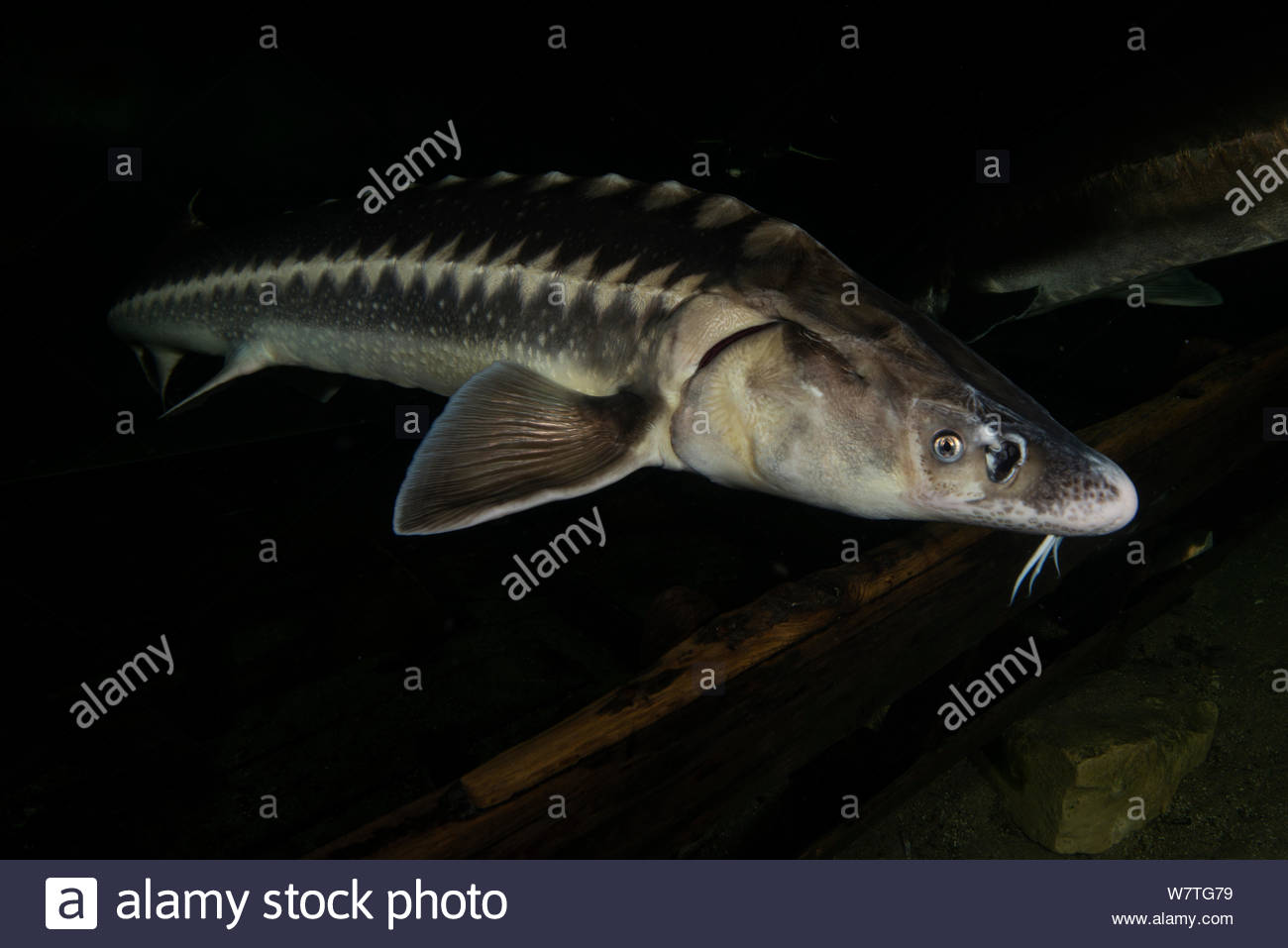 Acipenseriformes Stock Photos & Acipenseriformes Stock Images Alamy