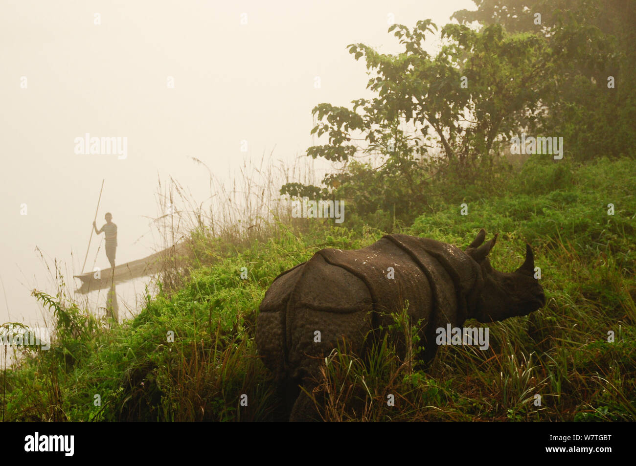 Indian rhinoceros (Rhinoceros unicornis) with man on traditional boat in mist, Royal Chitwan National Park. Park, Nepal. Stock Photo