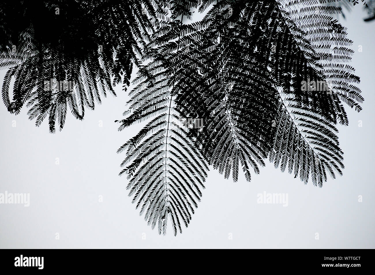 Palm (Areaceae) leaves silhouetted in mist at dawn, Royal Chitwan National Park, Nepal. Stock Photo