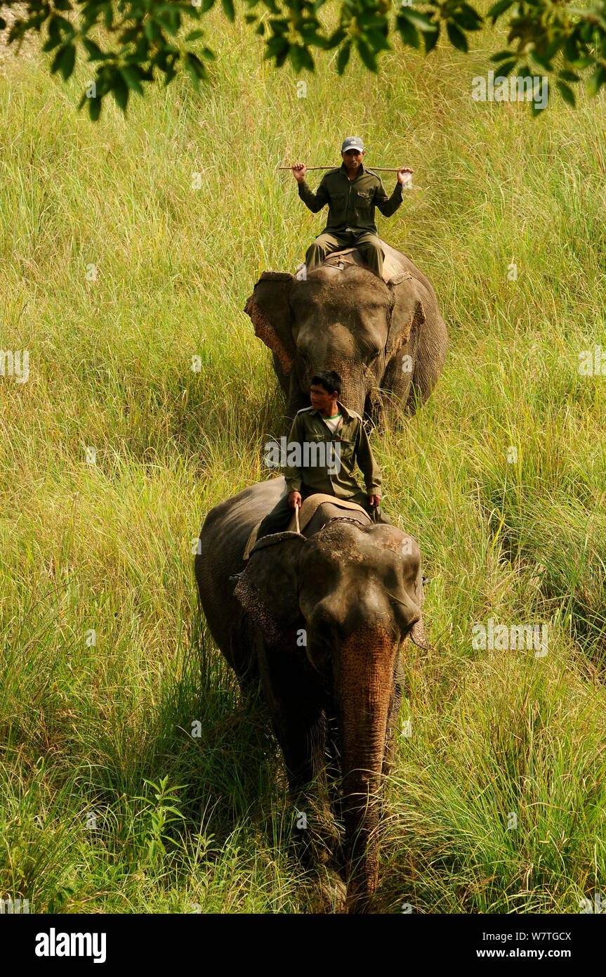 Guards patrolling Royal Bardia National Park riding domestic Indian elephants (Elephas maximus) Nepal. October 2011. Stock Photo