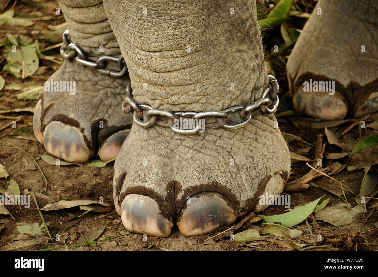 Domestic Indian elephant (Elephas maximus) with chains around its legs, outside the Royal Bardia National Park, Nepal. Stock Photo