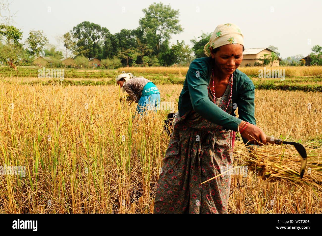 Reaping hi res stock photography and images Alamy
