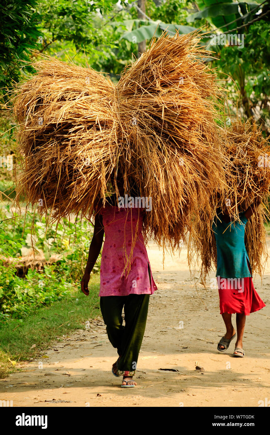 A woman and a child carrying animal fodder on their heads, Royal Bardia National Park, Nepal, October 2011. Stock Photo