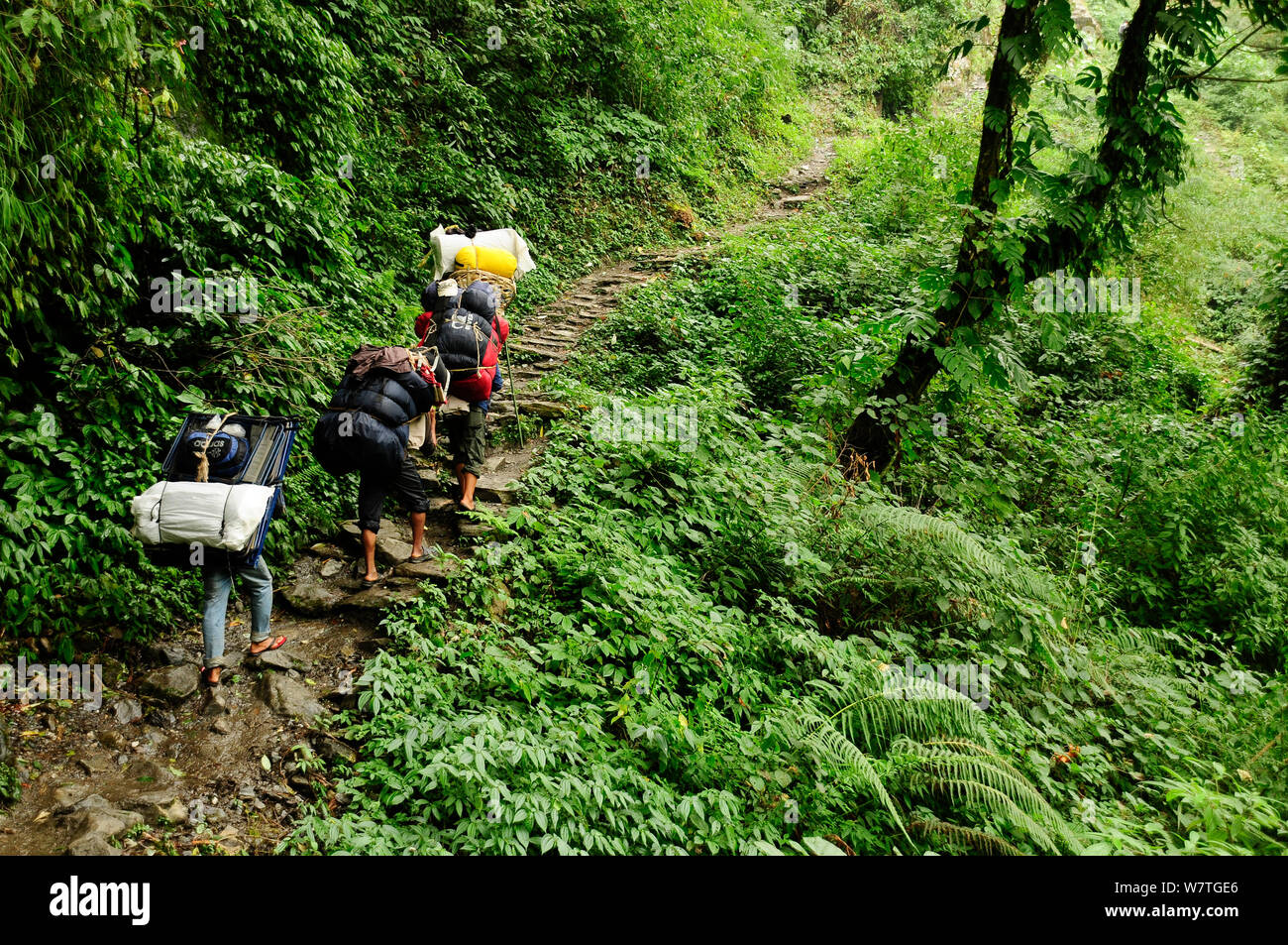 Porters carrying baggage in the Modi Khola river valley. Annapurna Sanctuary, central Nepal, November 2011. Stock Photo
