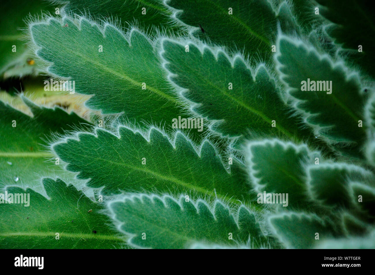 Close up Meconopsis paniculata leaves at 3,500 meters altitude in the Annapurna Sanctuary, central Nepal, November. Stock Photo