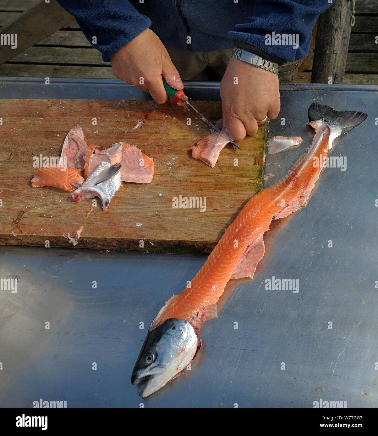 Fisherman preparing Salmon (Salmonidae), Finnmark, Norway, June. Stock Photo