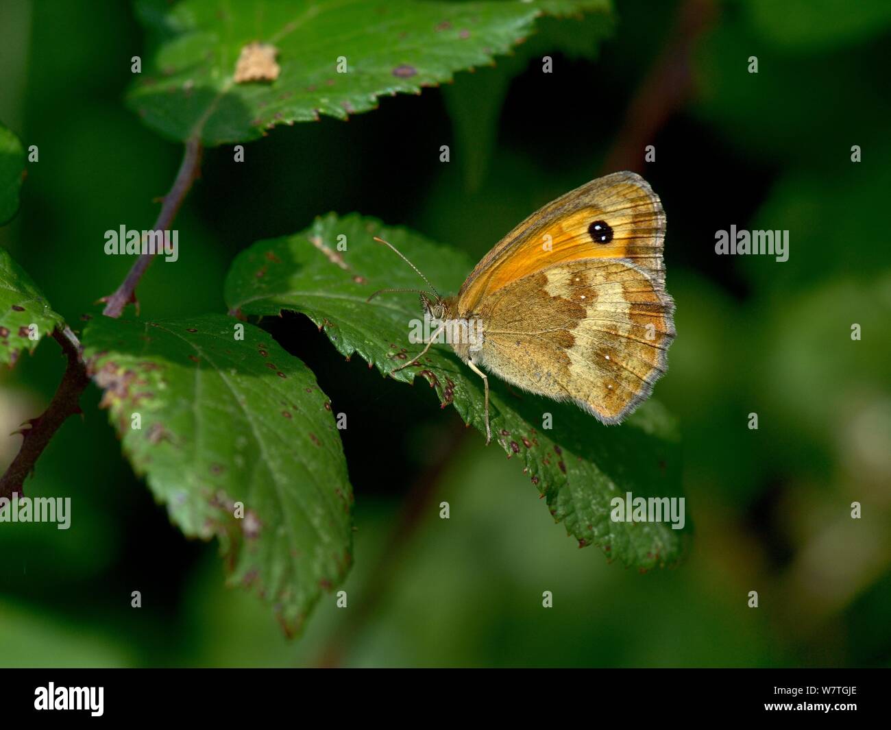 Gatekeeper butterfly (Pyronia tithonus), Breton Marsh, France, July. Stock Photo