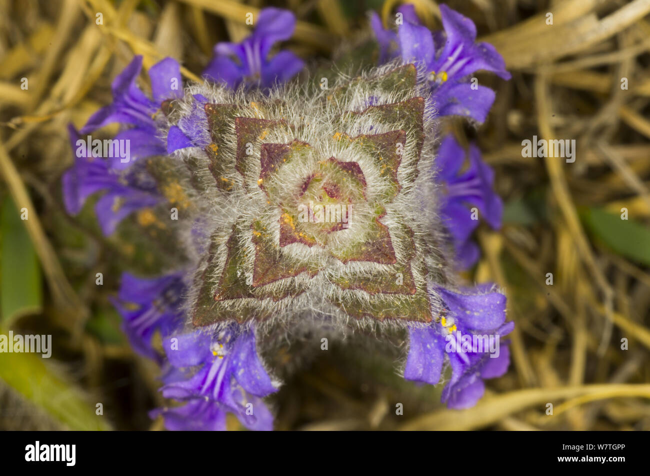 violet flower, Ajuga multiflora, bugle Stock Photo