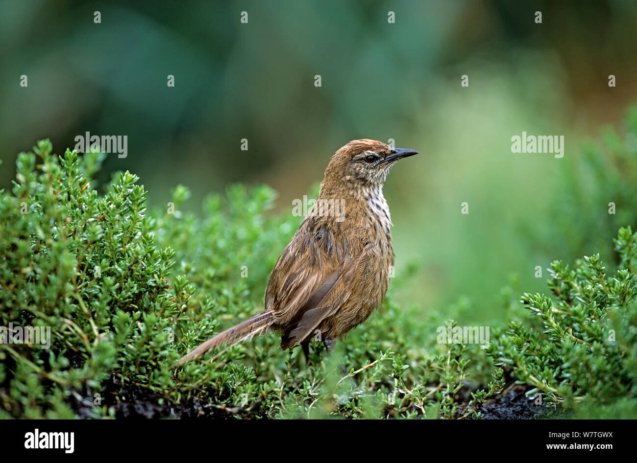 Snares Island Fernbird (Bowdleria punctata caudata) foraging for insects in humid ground vegetation. Stations Point, Snares Island, New Zealand. Stock Photo