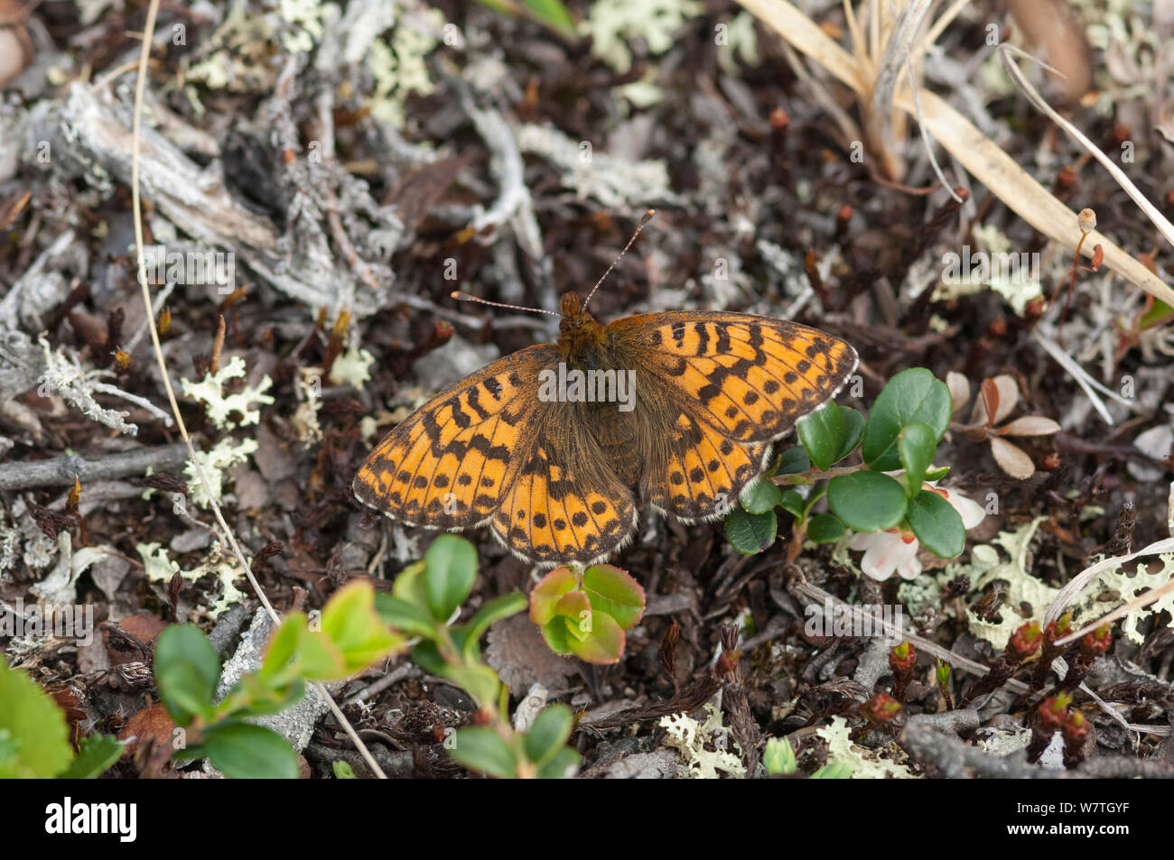 Brush footed butterfly arctic hires stock photography and images Alamy