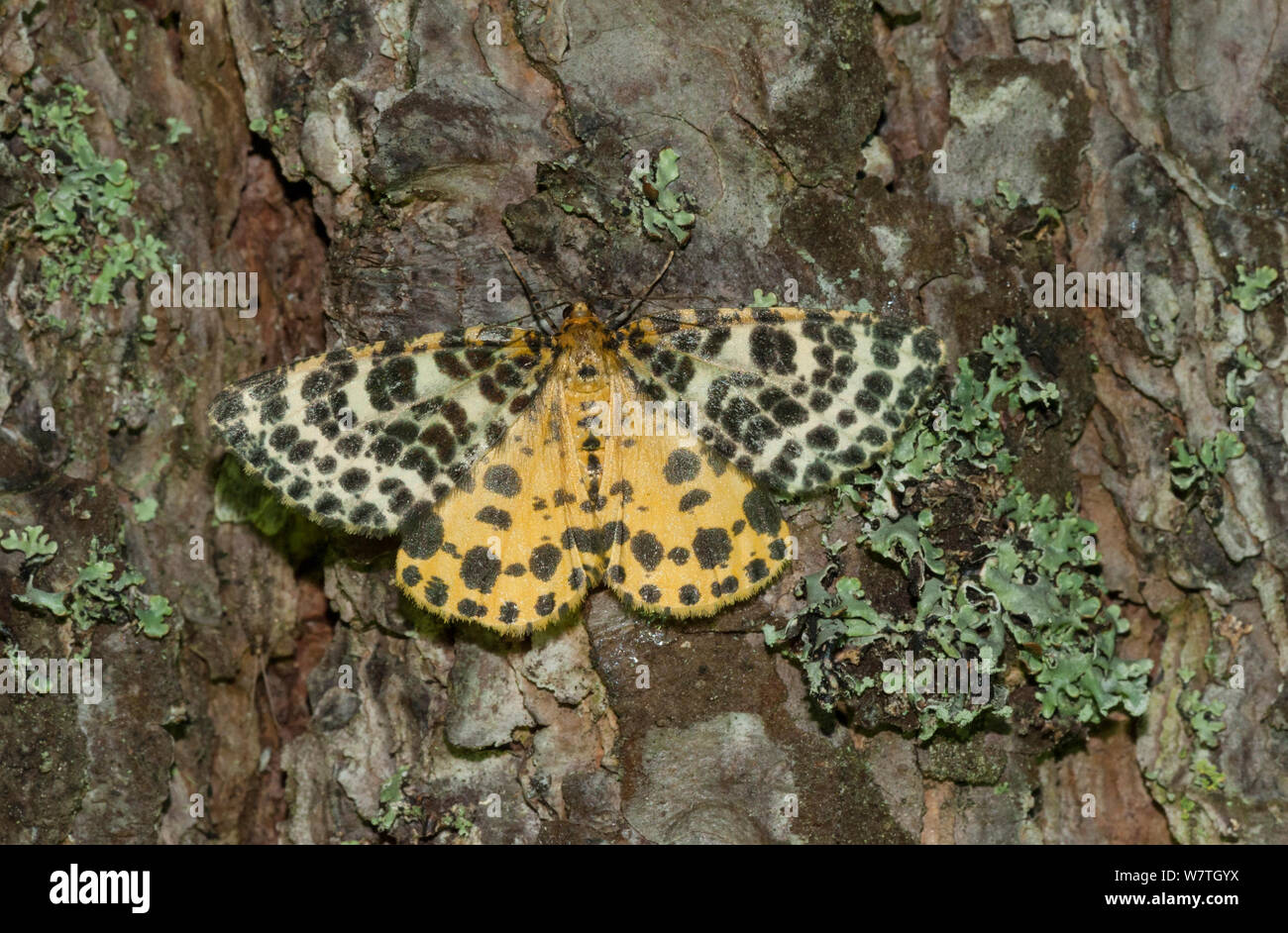 Geometer moth (Arichanna melanaria) Eastern Uusimaa, southern Finland, July. Stock Photo