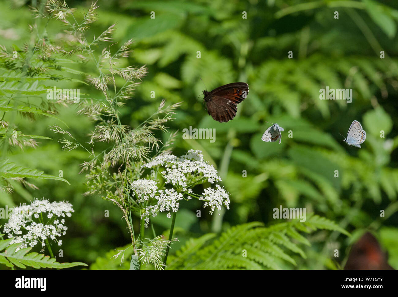 Arran brown (Erebia ligea) in flight with two Silver-studded Blue butterflies (Plebejus argus) central Finland, July. Stock Photo