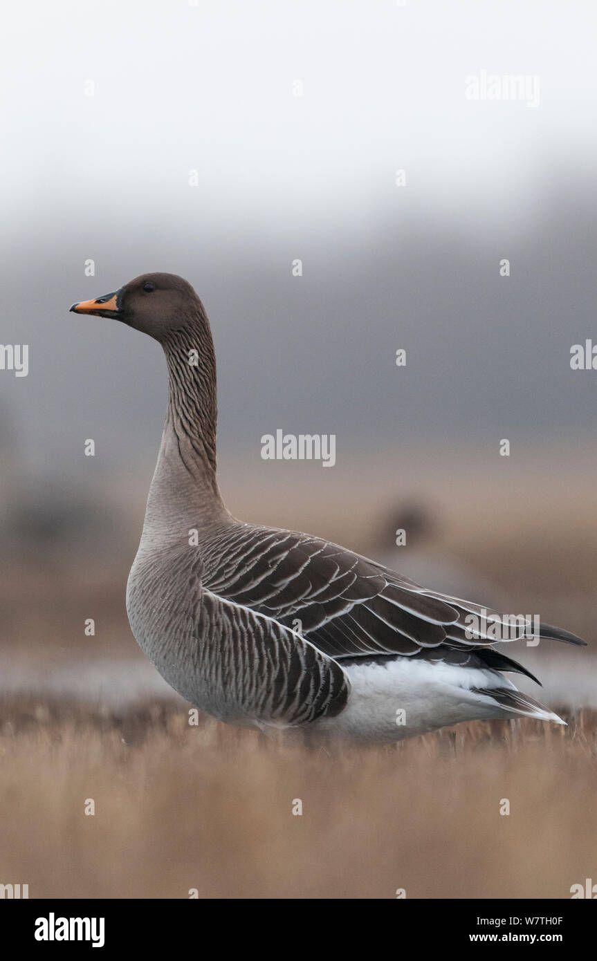 Bean goose (Anser fabalis) adult in spring, northern Finland, April. Stock Photo