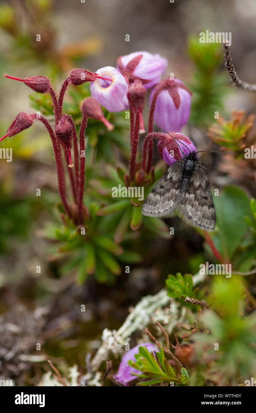 Black mountain moth (Glacies coracina) on flower, Lapland, Finland, July. Stock Photo