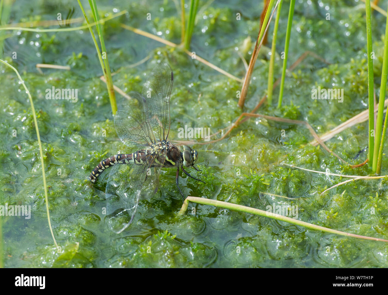 Bog hawker dragonfly (Aeshna subarctica) female laying eggs, Joutsa (formerly Leivonmaki), Finland, June. Stock Photo