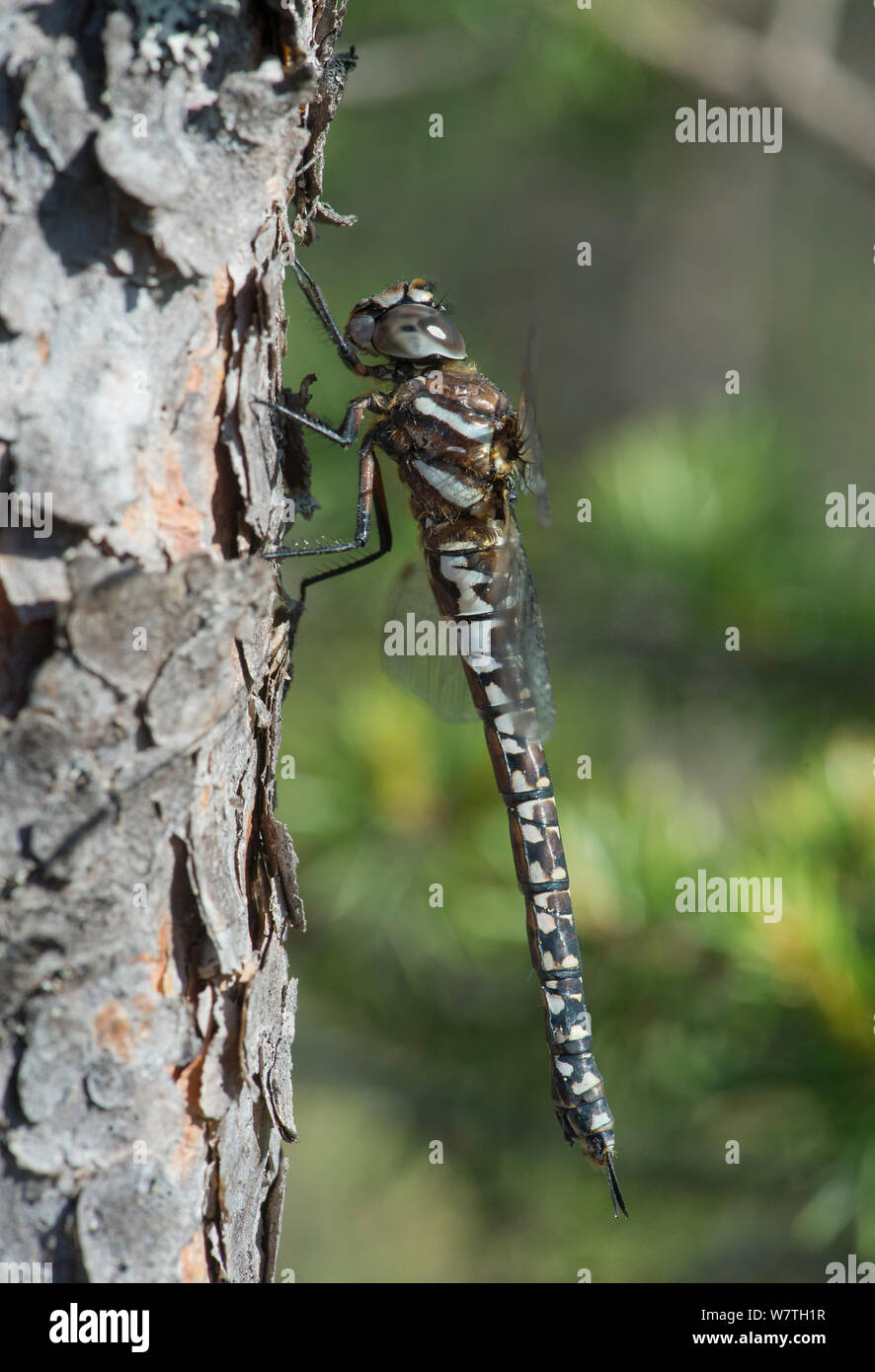 Bog hawker dragonfly (Aeshna subarctica) female, Joutsa (formerly Leivonmaki), Finland, June. Stock Photo