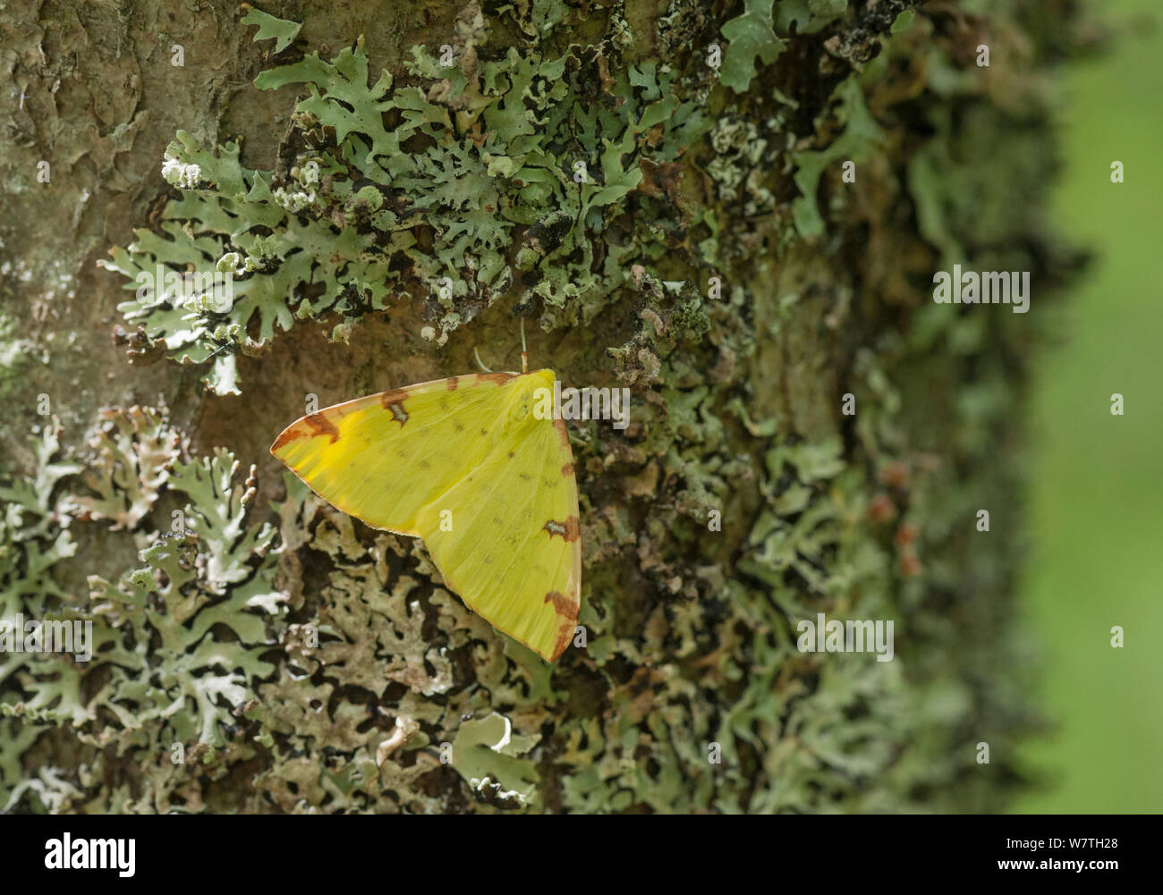 Brimstone moth (Opisthograptis luteolata) on lichen, central Finland, June. Stock Photo