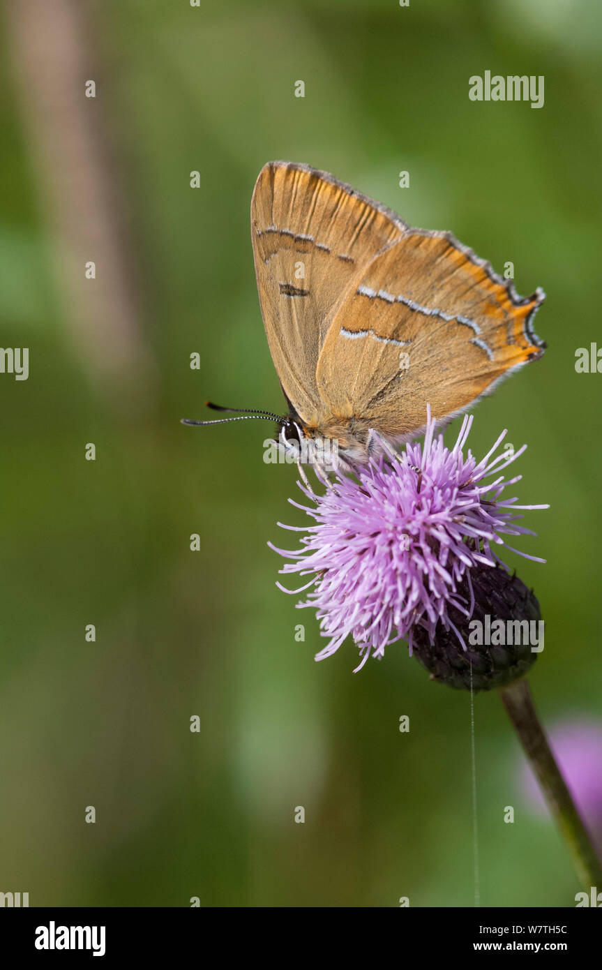 Brown Hairstreak butterfly (Thecla betulae) male feeding on Plume thistle flower, southwest Finland, August. Stock Photo