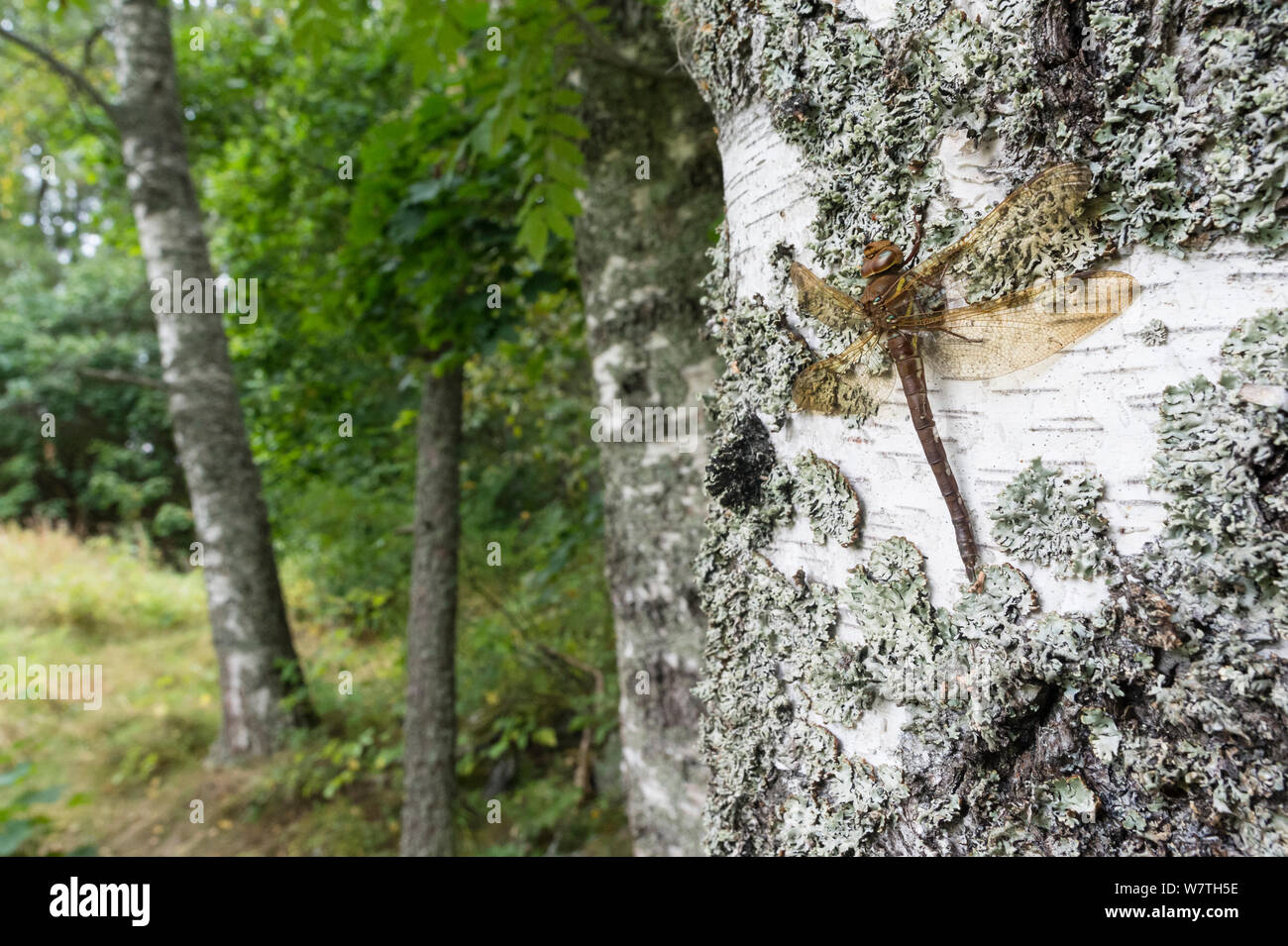 Brown Hawker dragonfly (Aeshna grandis) resting on birch tree trunk, Pirkanmaa, Finland, September. Stock Photo