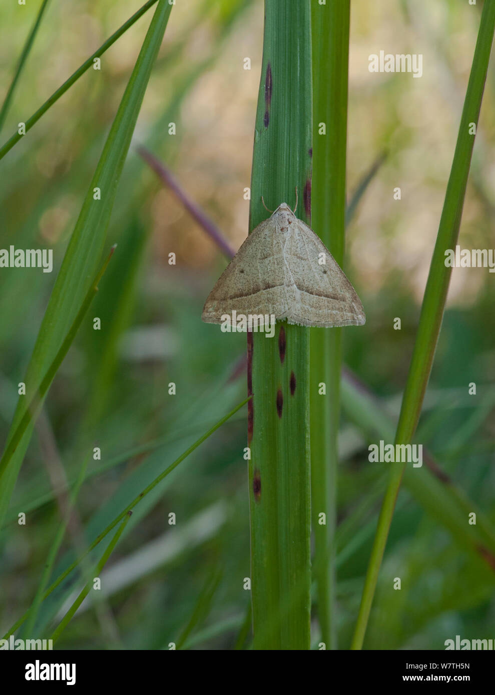 Brown silver-line moth (Petrophora chlorosata) Aland Islands, Finland, May. Stock Photo