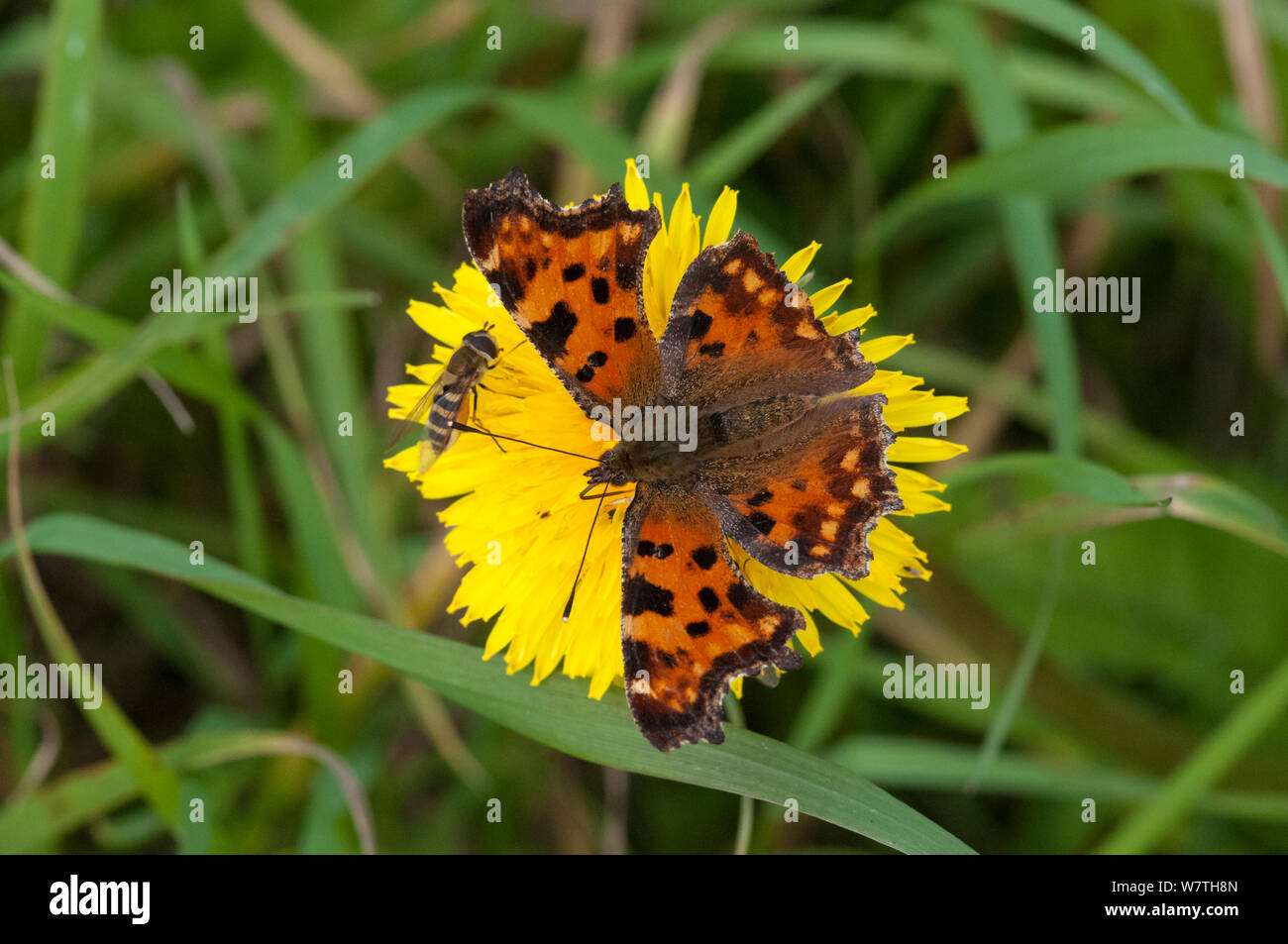 Comma butterfly (Polygonia c-album) and hoverfly on dandelion, South Karelia, southern Finland, September. Stock Photo