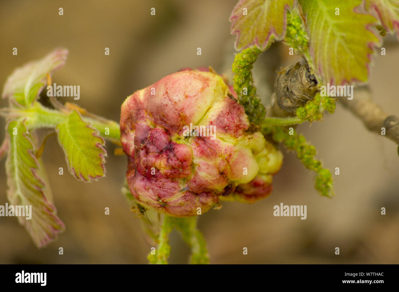 insect gall of oak tree Stock Photo Alamy