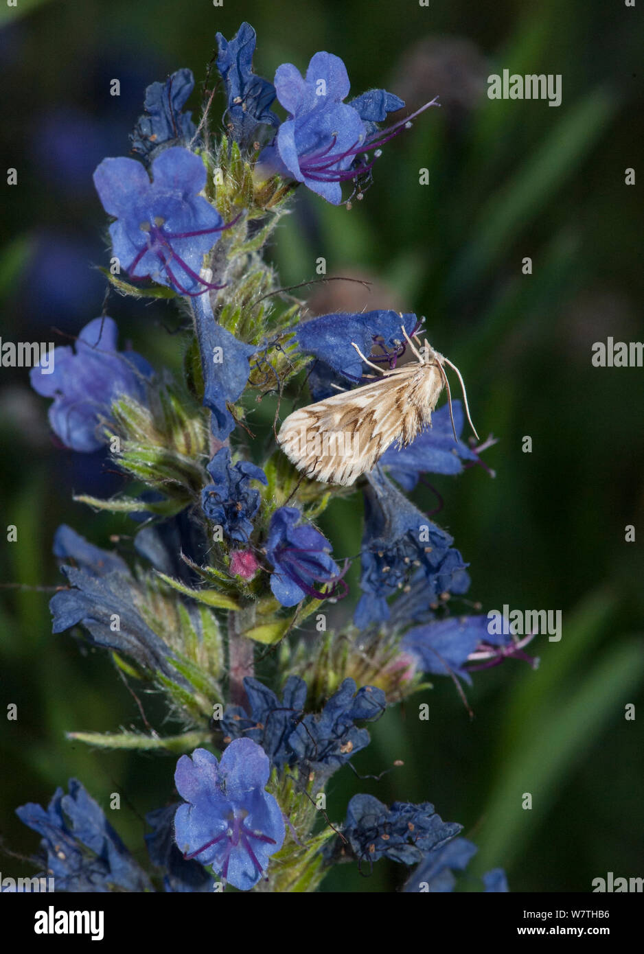 Grass moth (Cynaeda dentalis) on Viper's bugloss (Echium vulgare) Aland Islands, Finland, July. Stock Photo