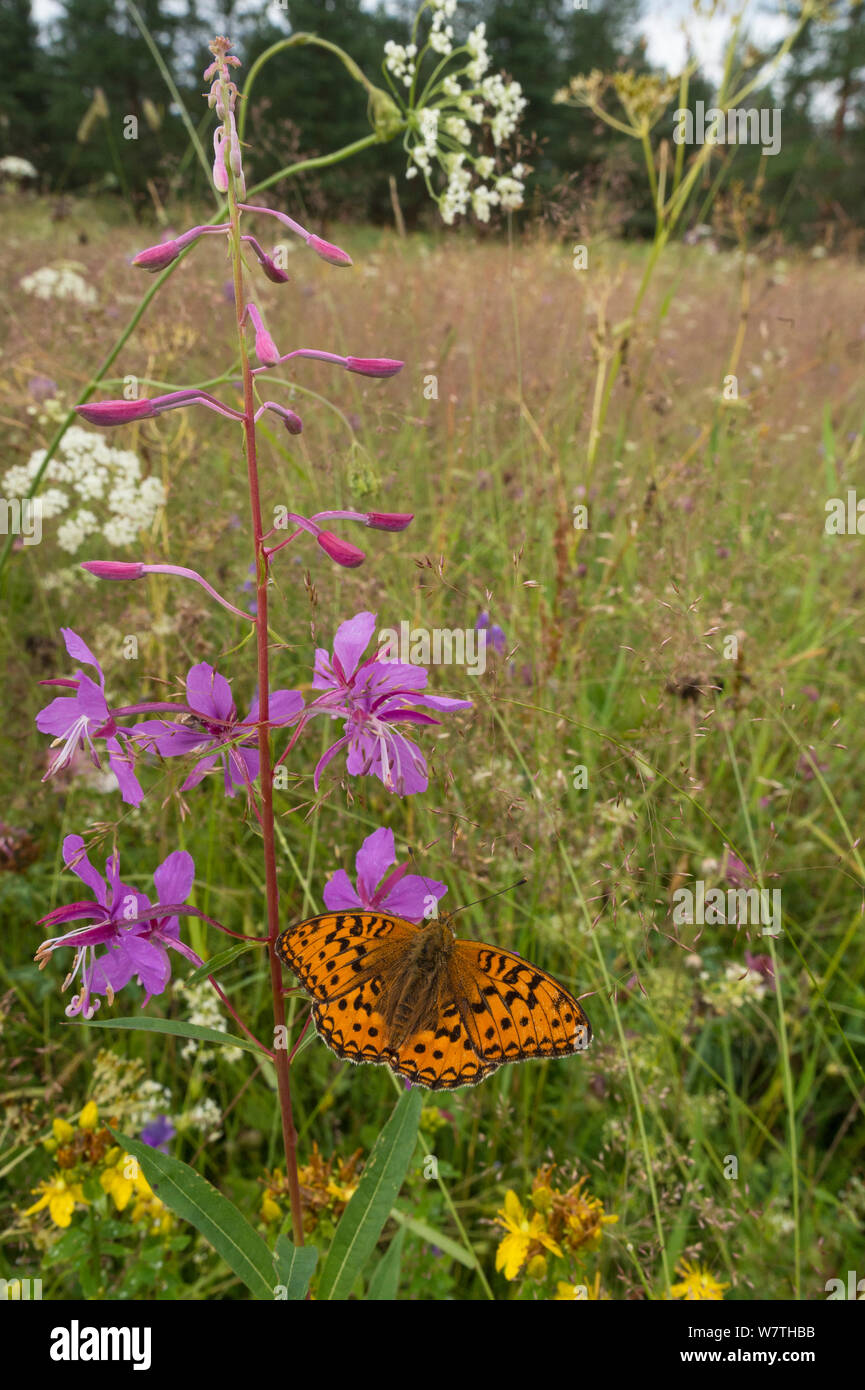 Dark Green Fritillary butterfly (Argynnis aglaja) on Rosebay willowherb flower in meadow in habitat, Joutsa (formerly Leivonmaki), Finland, July. Stock Photo