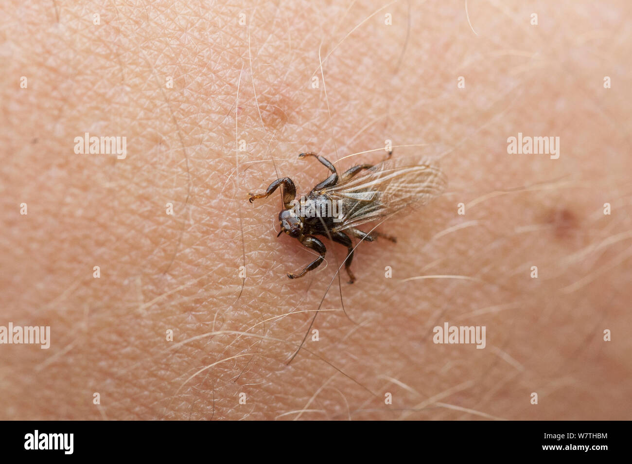 Deer fly (Lipoptena cervi) on human skin, South Karelia, southern Finland, September. Stock Photo