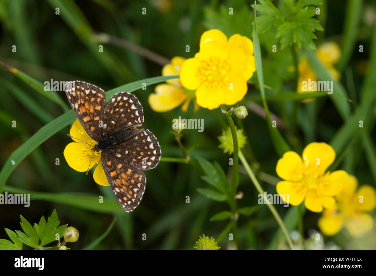 False Heath Fritillary butterfly (Melitaea diamina) female on buttercup, Pirkanmaa, Finland, June. Stock Photo