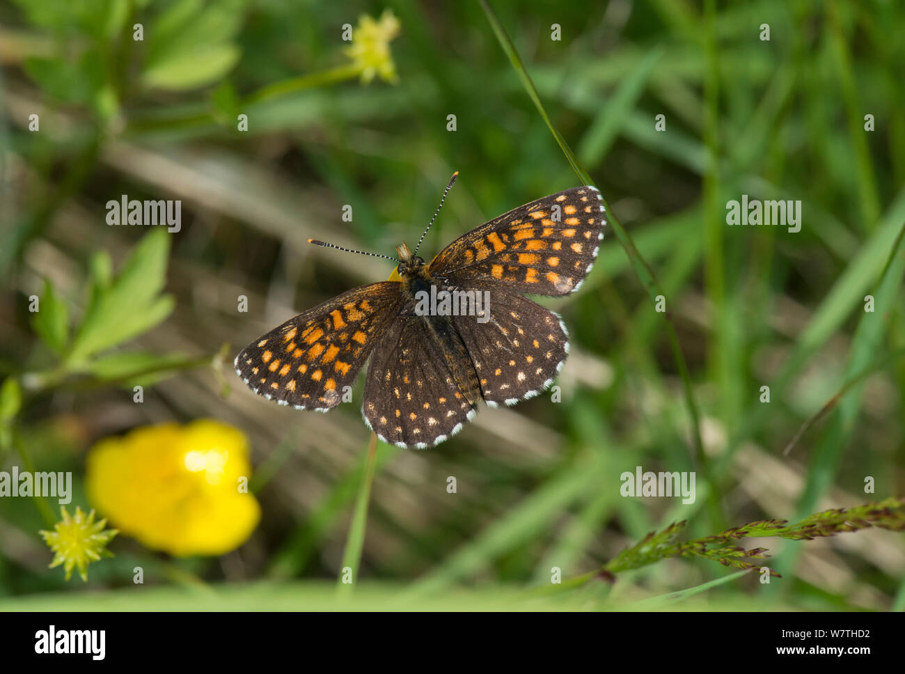 False Heath Fritillary butterfly (Melitaea diamina) male resting, Pirkanmaa, Finland, June. Stock Photo