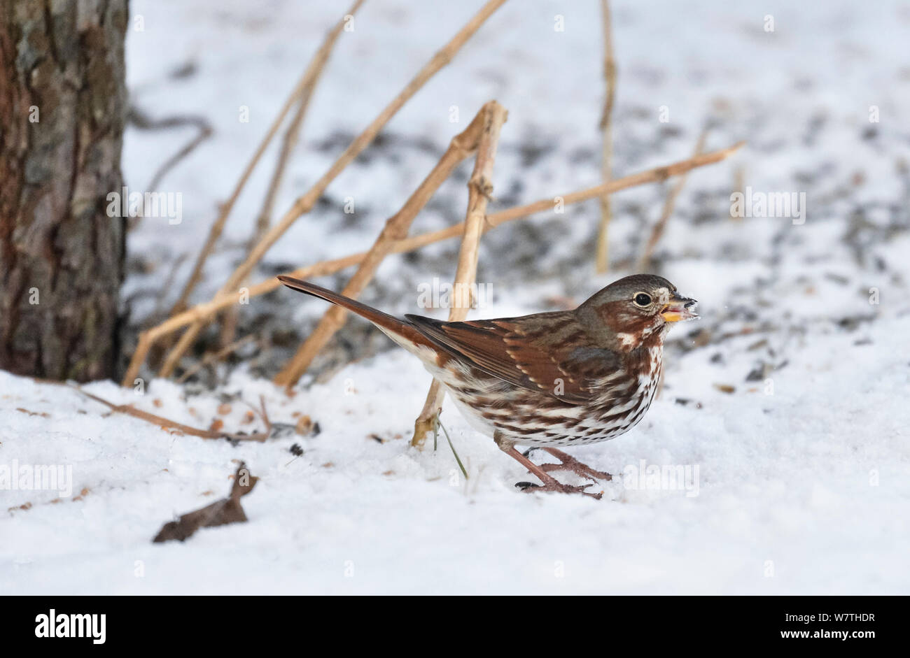 Fox Sparrow (Passerella iliaca) in snow, southwest Finland, February. Stock Photo