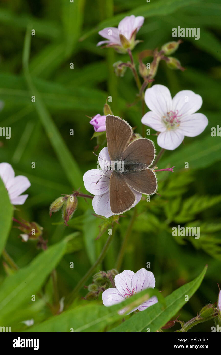 Geranium Argus butterfly (Plebejus eumedon) female, South Karelia, southern Finland, June. Stock Photo