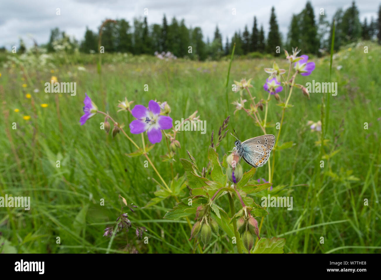Geranium Argus butterfly (Plebejus eumedon) on Wood Cranesbill (Geranium sylvaticum) in habitat, northern Finland, June. Stock Photo