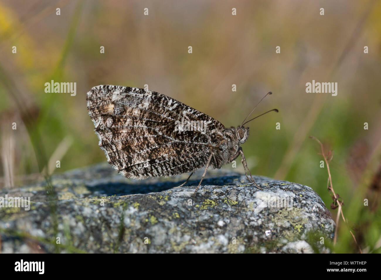 Grayling butterfly (Hipparchia semele)  Aland Islands, Finland, August. Stock Photo